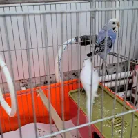 مرغ عشق|پرنده|کرج, اصفهانیها|دیوار