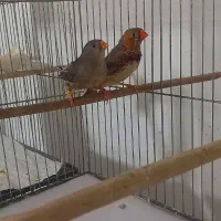 فنچ زبرا کینگ اورنج بنگالی سفید جغدی نرماده