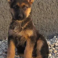 توله نگهبان