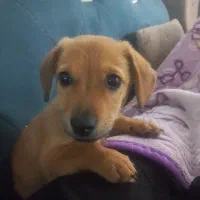 توله پاپی|سگ|مشهد, توس (بلوار توس)|دیوار