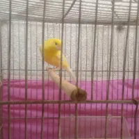 قناری نر روسی|پرنده|بندرعباس, |دیوار