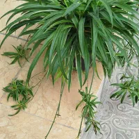 گل و گیاه|گل و گیاه طبیعی|فولادشهر, B6|دیوار