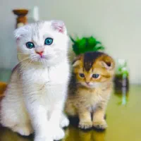 گربه های اصیل و خاص|گربه|تهران, تهرانسر مرکزی|دیوار