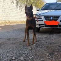 دوبرمن نر|سگ|هشتگرد, قاسم آباد بزرگ|دیوار