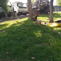 یه مرغ لاری جوان با خروس لاری