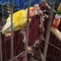 فروش 3 عدد طوطی برزیلی|پرنده|خرمشهر, |دیوار