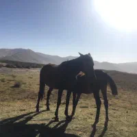 مادیون ترکی|اسب و تجهیزات اسبسواری|شیراز, تندگویان|دیوار