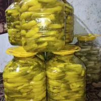 ترشی بیلهر