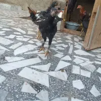 جوجه و مرغ لاری|حیوانات مزرعه|نوشهر, |دیوار