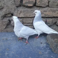 جفت جوجه کفتر طوقی آبی کبوتر طوقی آبی