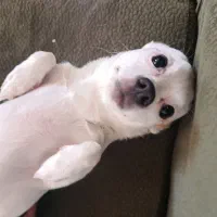 سگ شیواوا|سگ|تبریز, |دیوار