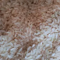 برنج  کامفیروری و خرده برنج کامفیرور و فجر