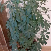 گل شفلرا|گل و گیاه طبیعی|کرمانشاه, |دیوار