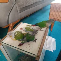 جوجه گرینچیک