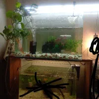 آکواریوم با لابستر سایز بزرگ و کوی