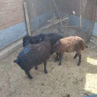 بره|حیوانات مزرعه|ساوه, |دیوار