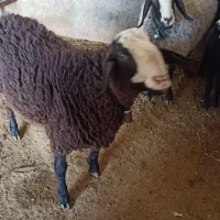 بره نر گوشتی|حیوانات مزرعه|آبیک, |دیوار