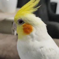 فروش گرینچیک ،طوطی برزیلی ، عروس هلندی، قناری