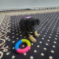 توله دوبرمن ماده سالم