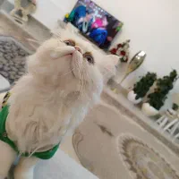 گربه پرشین با تربیت|گربه|قائن, |دیوار