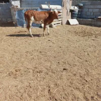 گاو گوساله|حیوانات مزرعه|گنبد کاووس, |دیوار