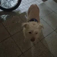 سگ پاکوتاه ماده|سگ|خمین, |دیوار