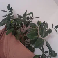 دیفن وفیکوس|گل و گیاه طبیعی|شهرکرد, |دیوار