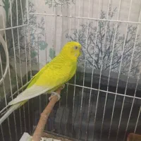 مرغ عشق نر سالم|پرنده|مشهد, حسین‌آباد|دیوار