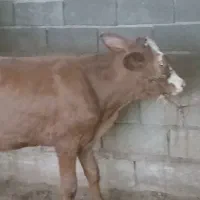 گاوخارجی شیری شکم سوم باگوساله سمینتال بزرگ وابستن