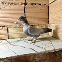 نقرای و سار