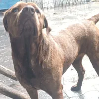 سگ معاوضه با پرنده