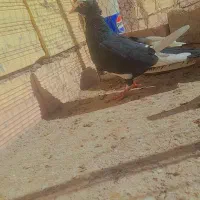 نر پلنگ|پرنده|رفسنجان, |دیوار