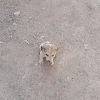 توله سگ