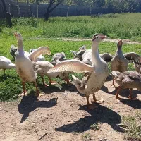 غاز وجوجه غاز