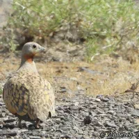 بلدرچین بزرگ