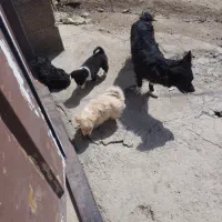 توله خارجی