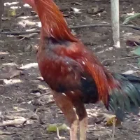 تخم مرغ لاری اصیل