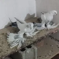 گو گیوخ