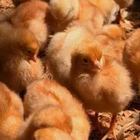 پرورش جوجه سرحال  یک روزه
