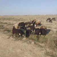 ۱۵راس بره دار|حیوانات مزرعه|سیمین شهر, |دیوار