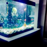 آکواریوم شیشه خم نشکن بزرگ باتمام وسایل