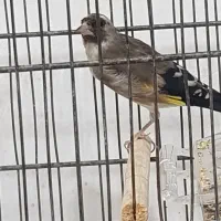 سهره ماده|پرنده|بهبهان, |دیوار