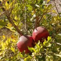 باغ انار ۱۴۶۰ متر مربع واقع در چهارطاق.|فروش دفتر صنعتی، کشاورزی، تجاری|کهن آباد, |دیوار