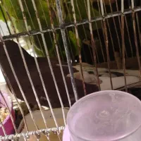 کبوتر فروش فوری