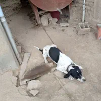 فروش توله سگ میکس آلمان و انگلیس اصل|سگ|گلی داغ, |دیوار