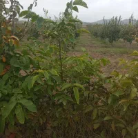 نهال درخت گردو|خدمات باغبانی و درختکاری|انگوت, |دیوار