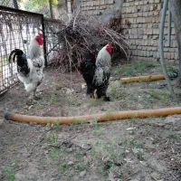 دو عدد خروس برهما