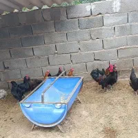 تعدادی مرغ و خروس رسمی