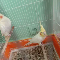 عروس هلندی