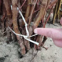 توزیع نهال بادام گرمسیر و سردسیر